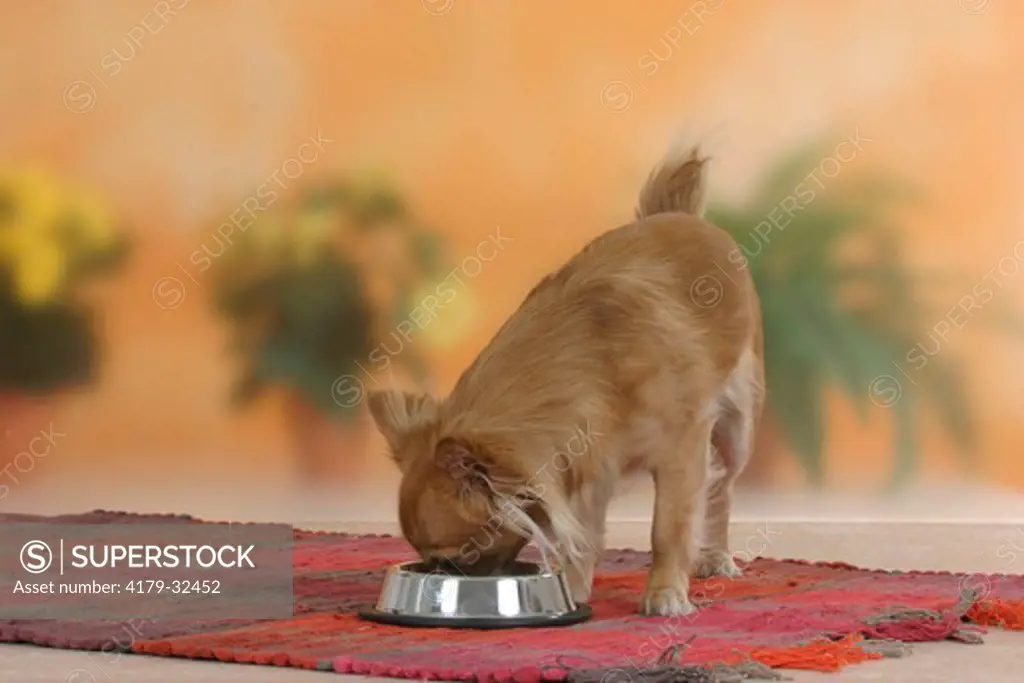 Chihuahua, longhaired, eating from bowl