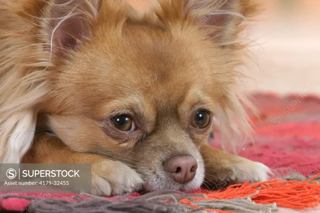 Chihuahua, longhaired