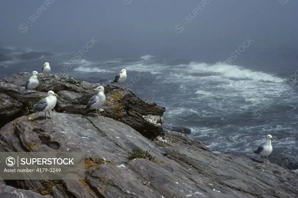 Herring Gull on Foggy Coast (Larus argentatus) Two Lights State Pk./ME, Maine