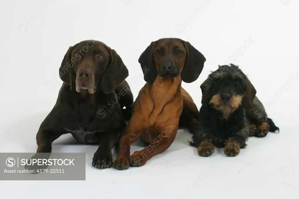 German Shorthaired Pointer, Bavaria Mountain Scenthound and Wirehaired Dachshund