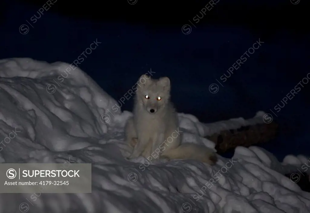 Arctic Fox (Alopex lagopus) Manitoba, Canada eyeshine