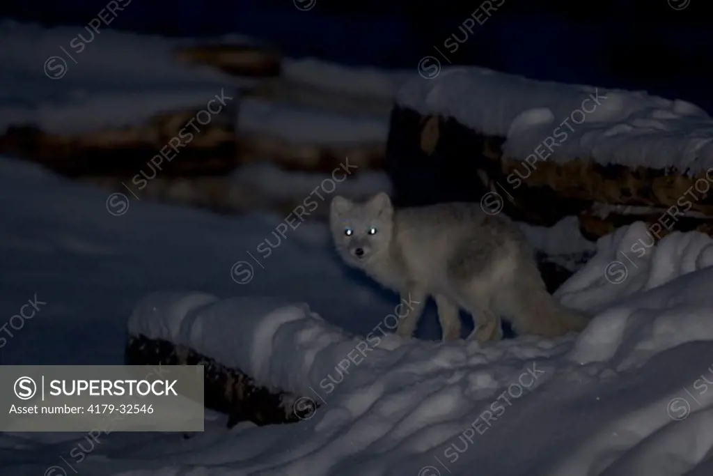 Arctic Fox (Alopex lagopus) Manitoba, Canada