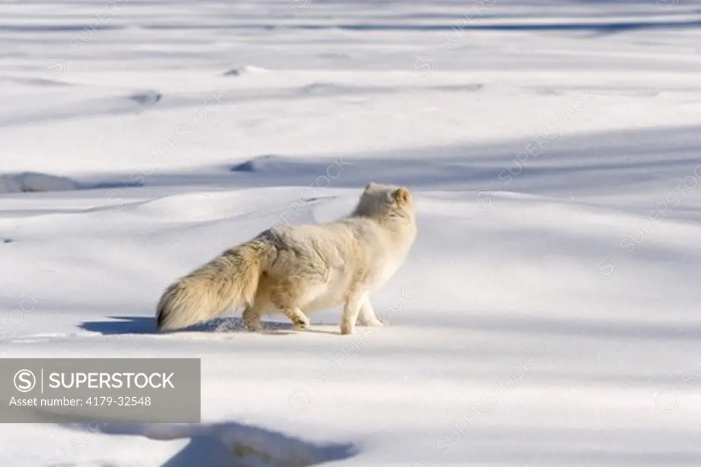 Arctic Fox (Alopex lagopus) Minnesota, MN Captive animal