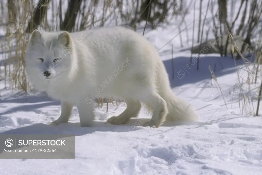 Arctic Fox  (IC) (Alopex lagopus) Massey, N. Ontario