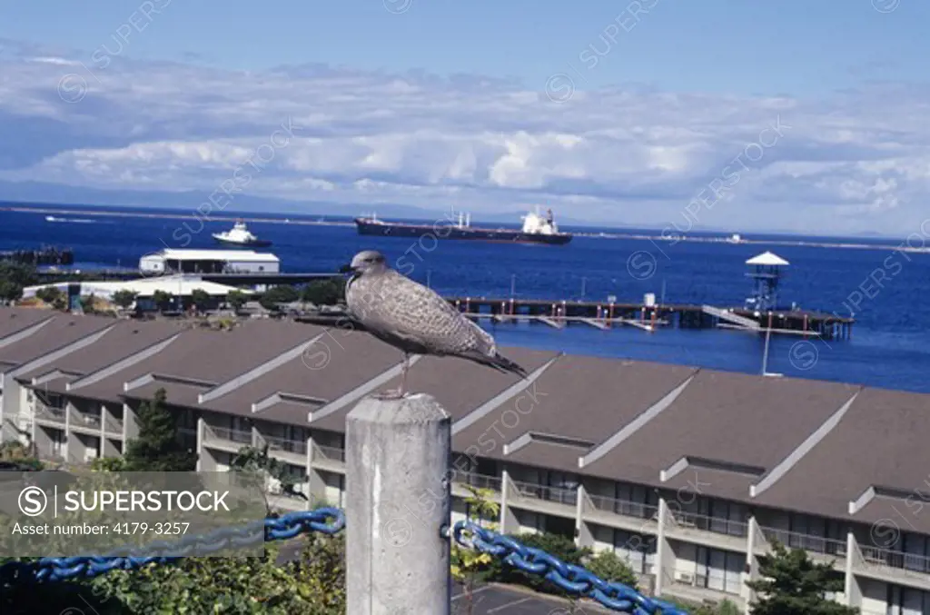 Immature Herring Gull (Larus argentatus), Port Angeles, Washington Harbor
