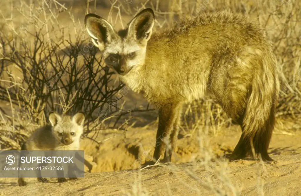Bat-Eared Fox & Pup (Otocyon megalotis) Kalahari Gemsbok Park