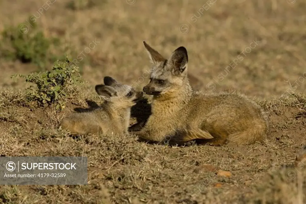 Bat-eared Fox (Otocyon megalotis) at den, 11/17/2005, cub looking up to its father, in the Masai Mara Game Reserve, Kenya