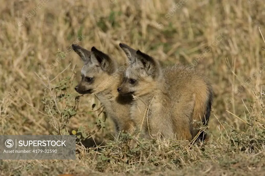 Bat-eared Fox (Otocyon megalotis) at den, 11/17/2005, Two pups watching the approach of an adult  in the Masai Mara Game Reserve, Kenya