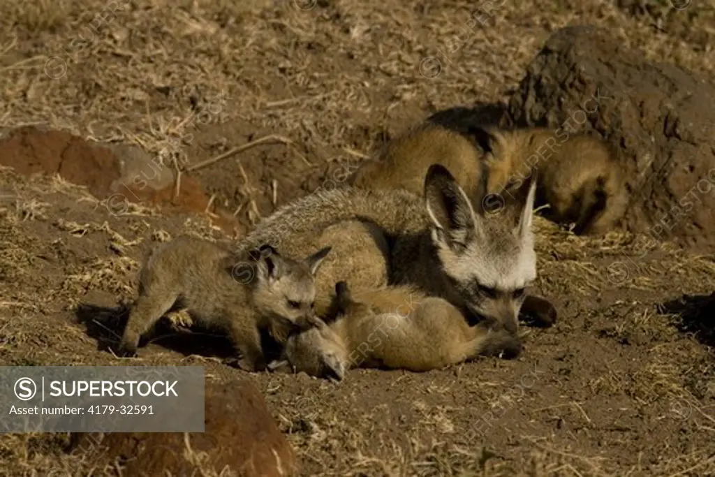 Bat-eared Fox Family (Otocyon megalotis) 11/30/2005, young playing with a tolerant adult at the den  in the Masai Mara Game Reserve, Kenya