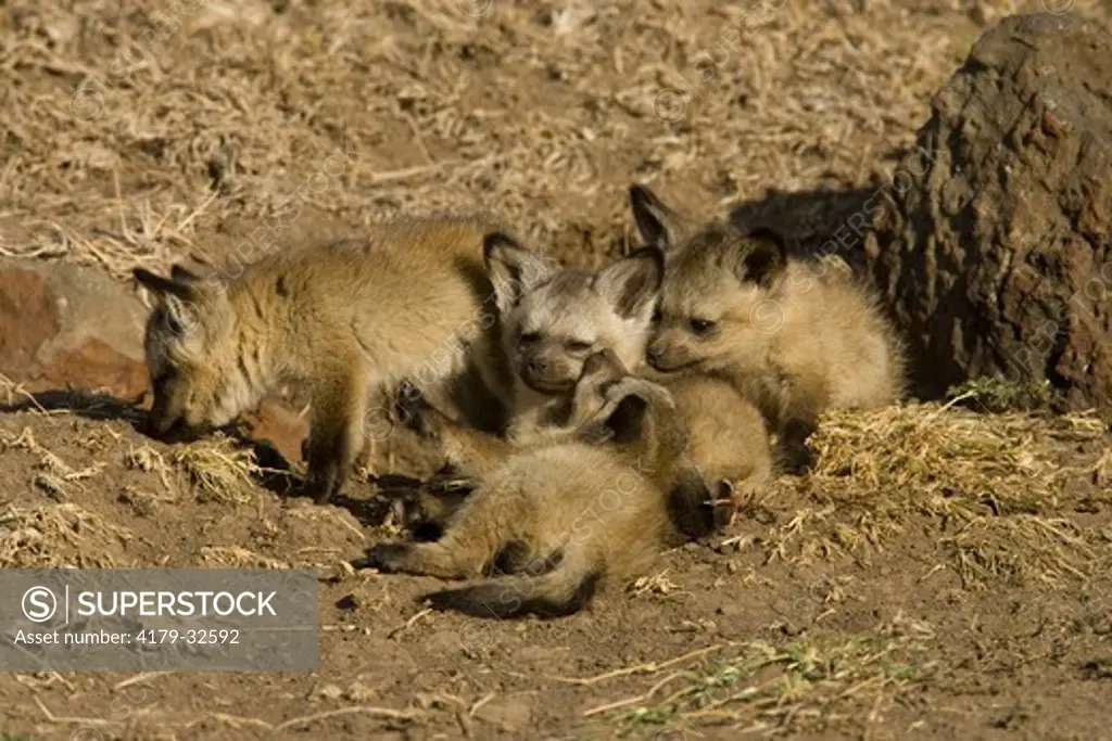 Bat-eared Fox Family (Otocyon megalotis) 11/30/2005, five young foxes at the den in the Masai Mara Game Reserve, Kenya