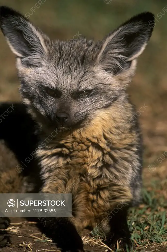 Bat-eared Fox (Otocyon megalotis), Ngorongoro Crater, Tanzania
