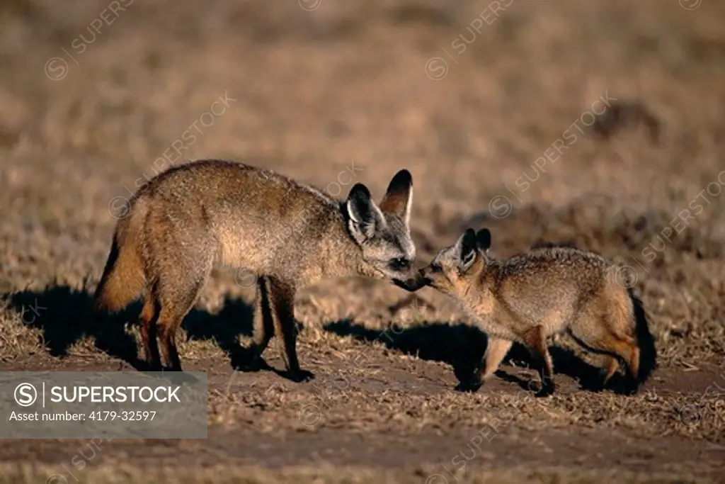 Bat-eared Fox cub begging food from adult (Otocyon megalotis) Maasai Mara National Reserve, Kenya