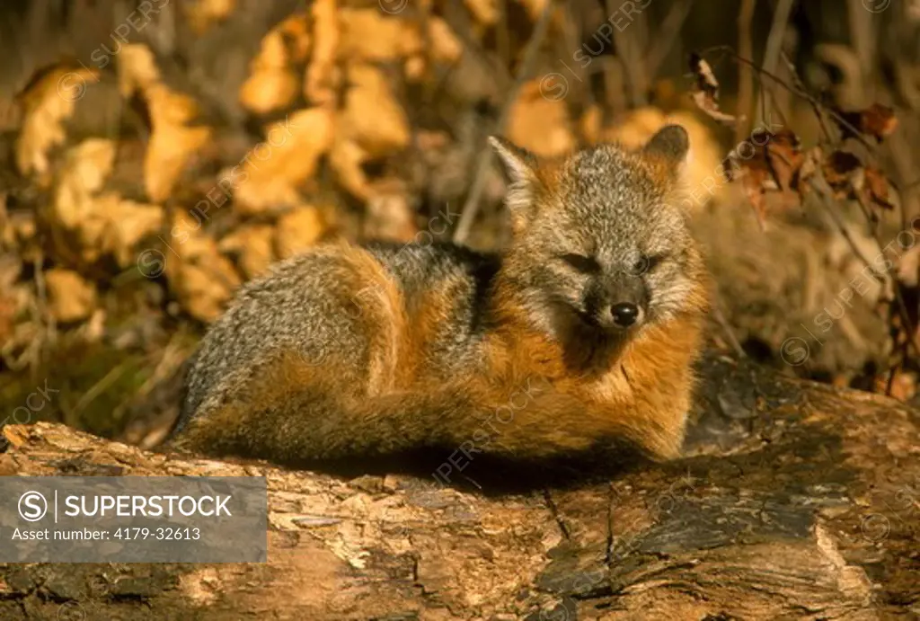 Grey Fox resting (Urocyon cinereoargenteus), Kettle River, MN