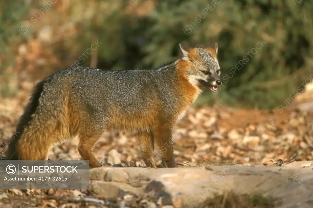 Grey Fox, adult standing, (Urocyon cinereoargenteus), Kettle River, MN