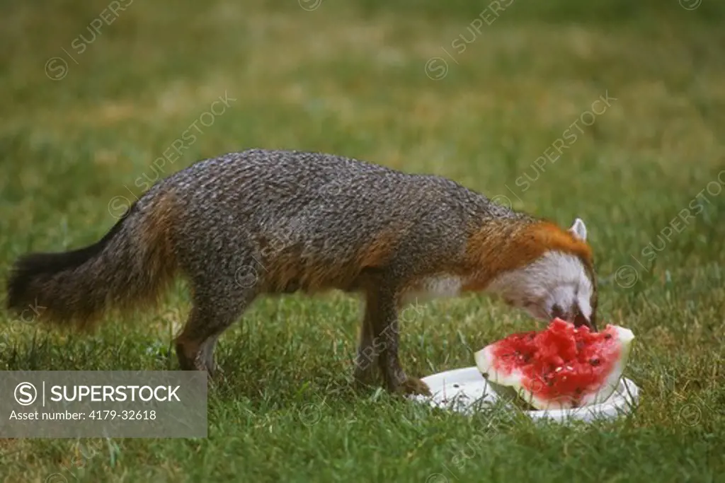 Gray Fox (Urocyon cinereoargenteus) eating Watermelon, Vermont