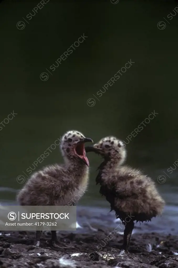 Herring Gull chicks, one yawning (Larus argentatus) Stone Harbor - New Jersey