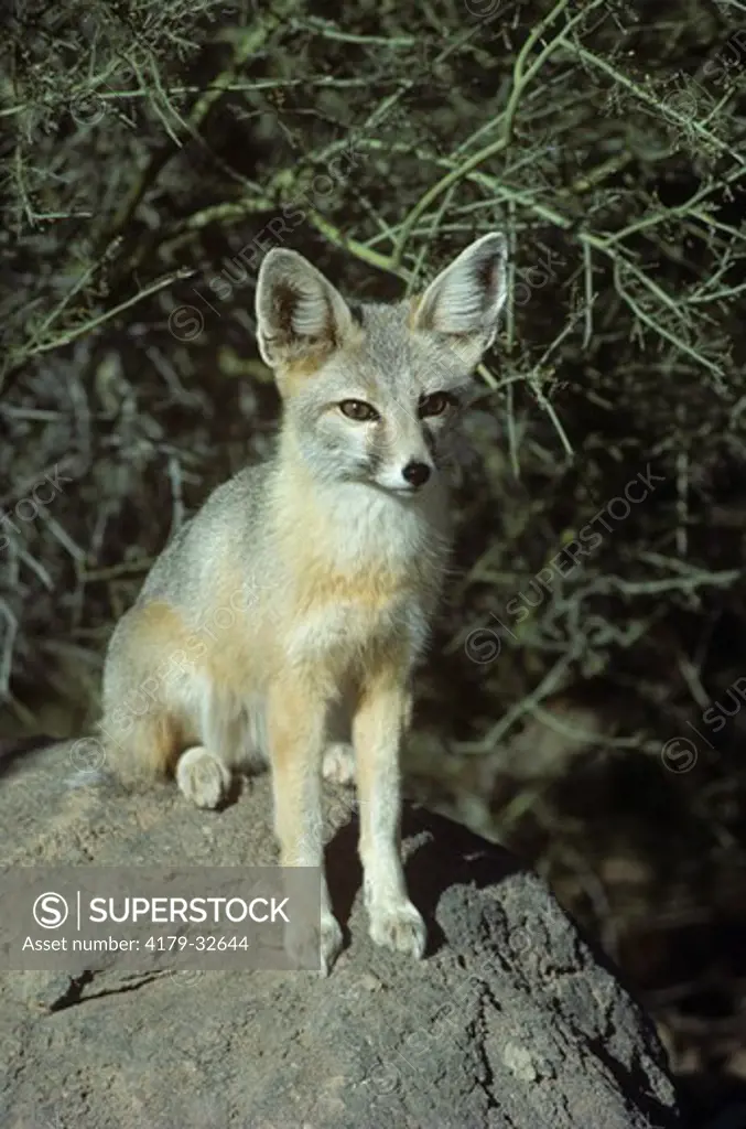 Desert Kit Fox (Vulpes macrotis) Sonoran Desert Museum/AZ