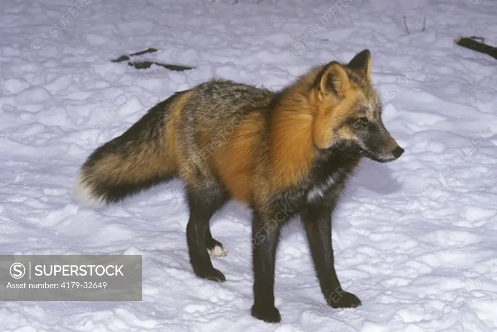 Cross Fox (Vulpes vulpes) Minnesota