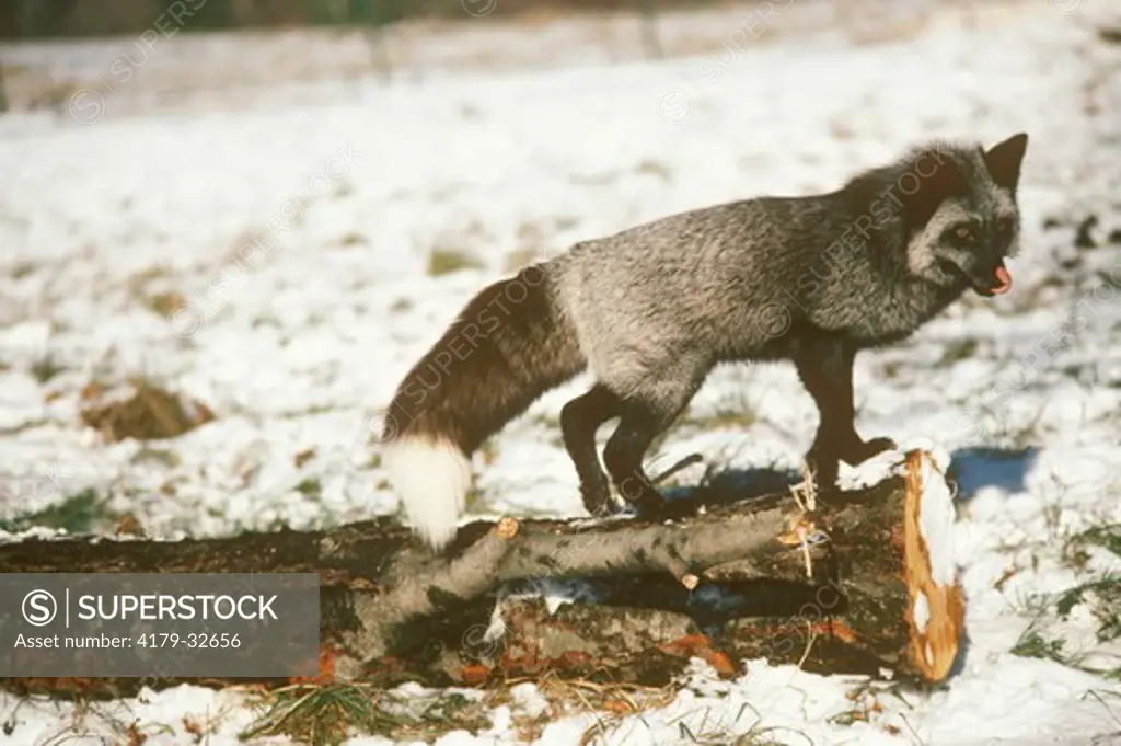 Silver Fox (Vulpes fulva) Dark Color Phase of Red Fox