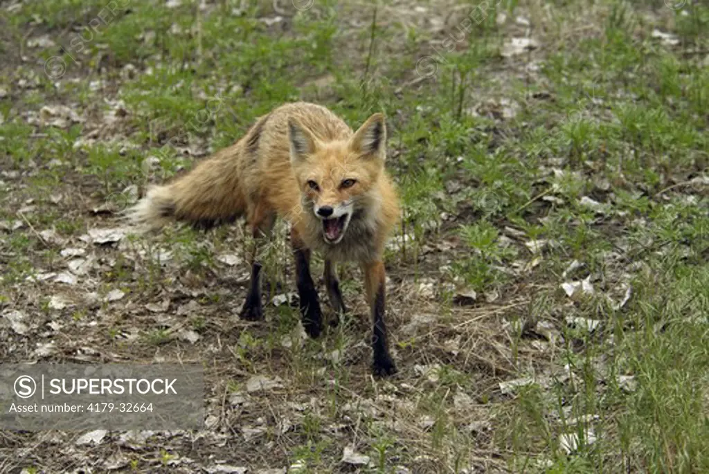 Red Fox (Vulpes vulpes) Prospect Park, CO