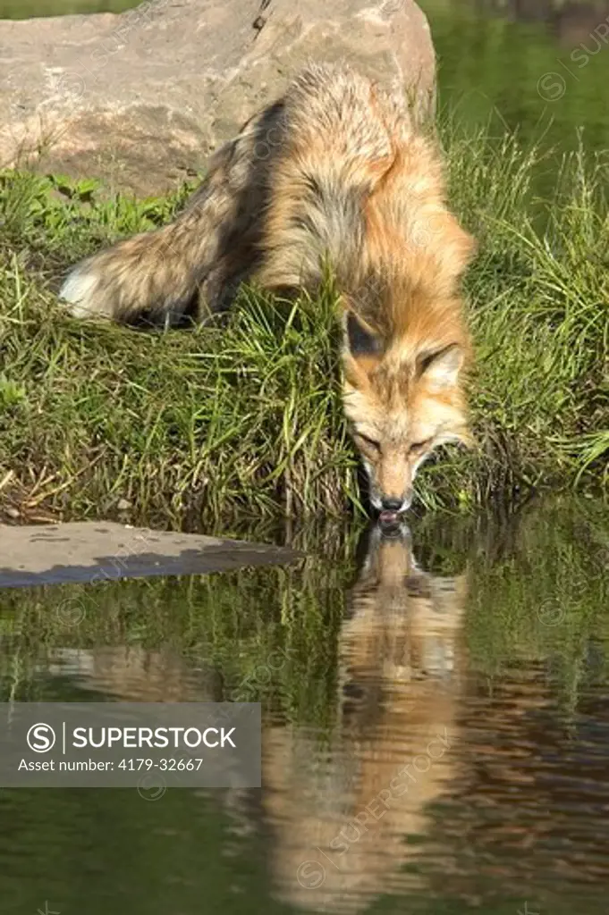 Red Fox (Vulpes vulpes) drinking, captive Minn.Wildlife Connection