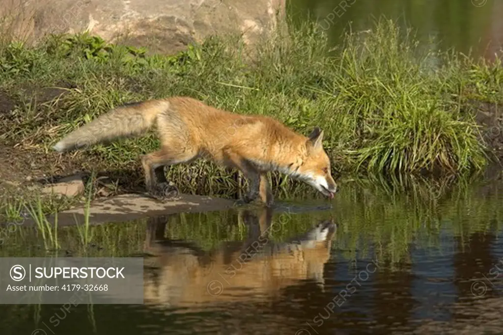 Red Fox (Vulpes vulpes) drinking, captive  Minn.Wildlife Connection