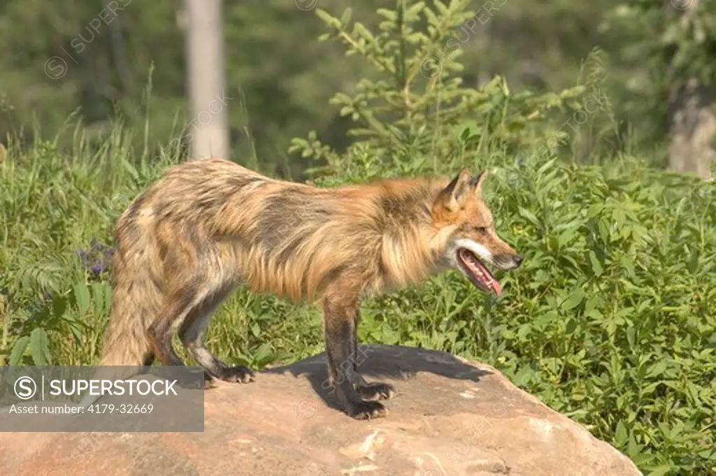 Red Fox Vulpes vulpes captive Sandstone, MN