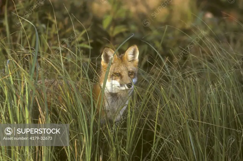 Red Fox in tall grass (Vulpes vulpes) Pine County, MN USA  captive