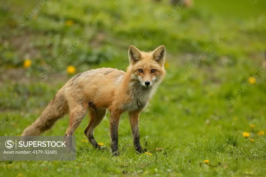 Red Fox (Vulpes vulpes), WILD, den site: mixed woodland, Brookfield, WI Mother adult fox, standing on grass covered hillside near fox den.