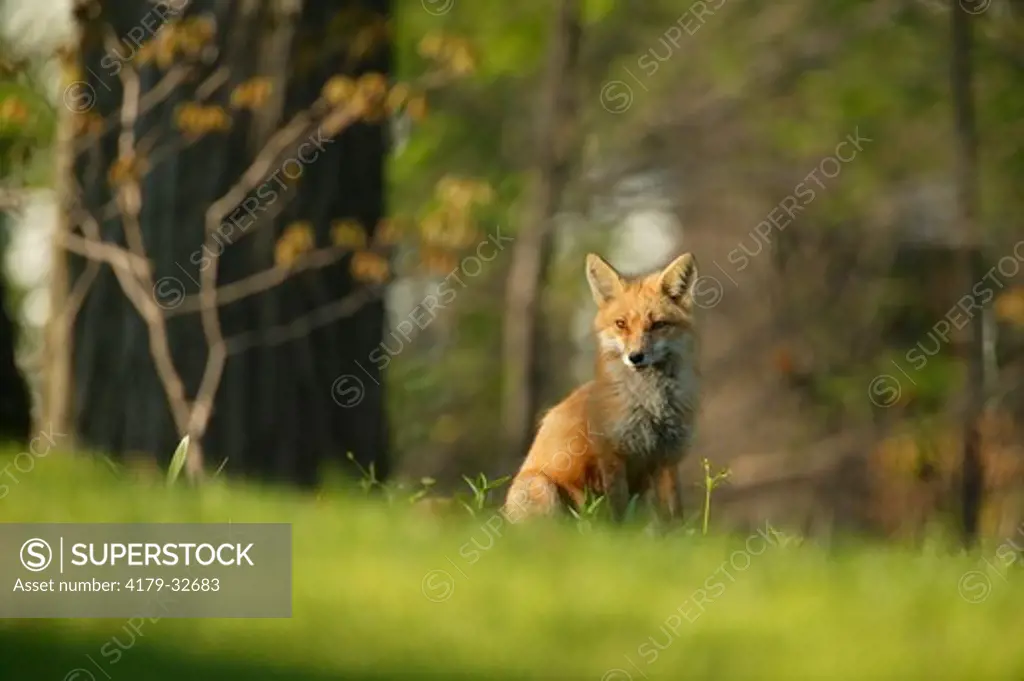 Red Fox (Vulpes vulpes), WILD, spring; den site: mixed woodland, Brookfield, WI - Adult female sitting alertly on top of grass covered hillside, collage of soft focused branches & woods in bkgrd.