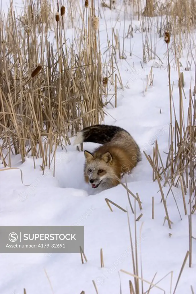 Red Fox in looking for prey in cattails (Vulpes vulpes) captive situation