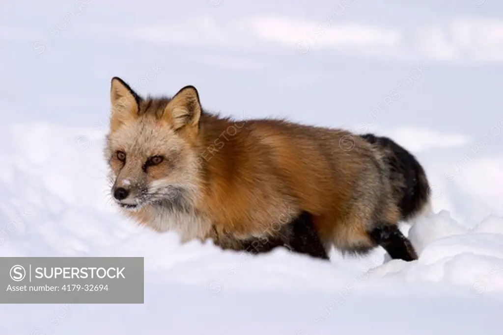 Red Fox in deep snow (Vulpes vulpes) captive situation