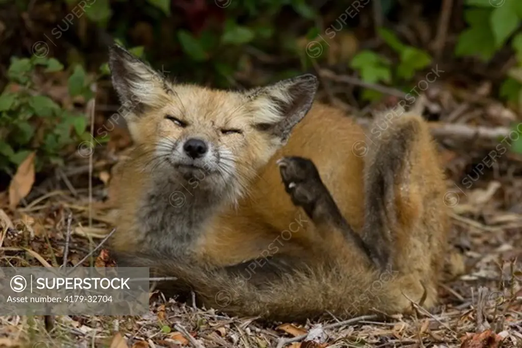 Red Fox (Vulpes vulpes) NJ, Cumberland Co.