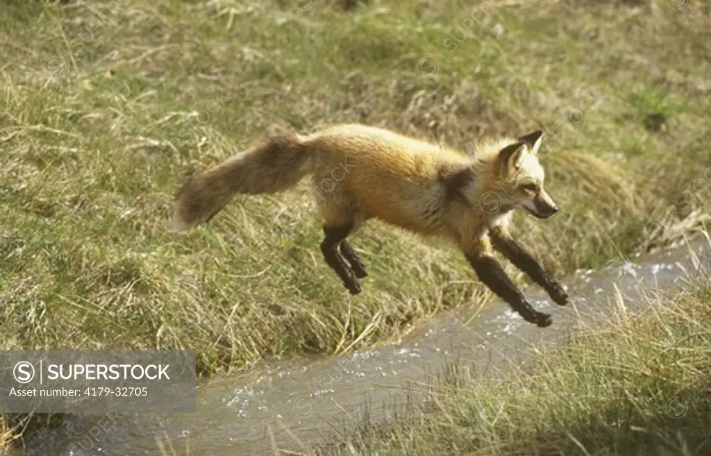 Red Fox (IC) Leaping Water (Vulpes fulva) Palaearctic - Indochina, Canada, USA