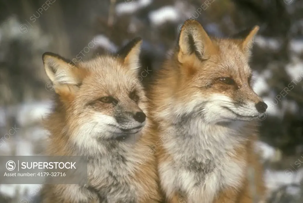 Red Fox Pair (Vulpes vulpes) Montana