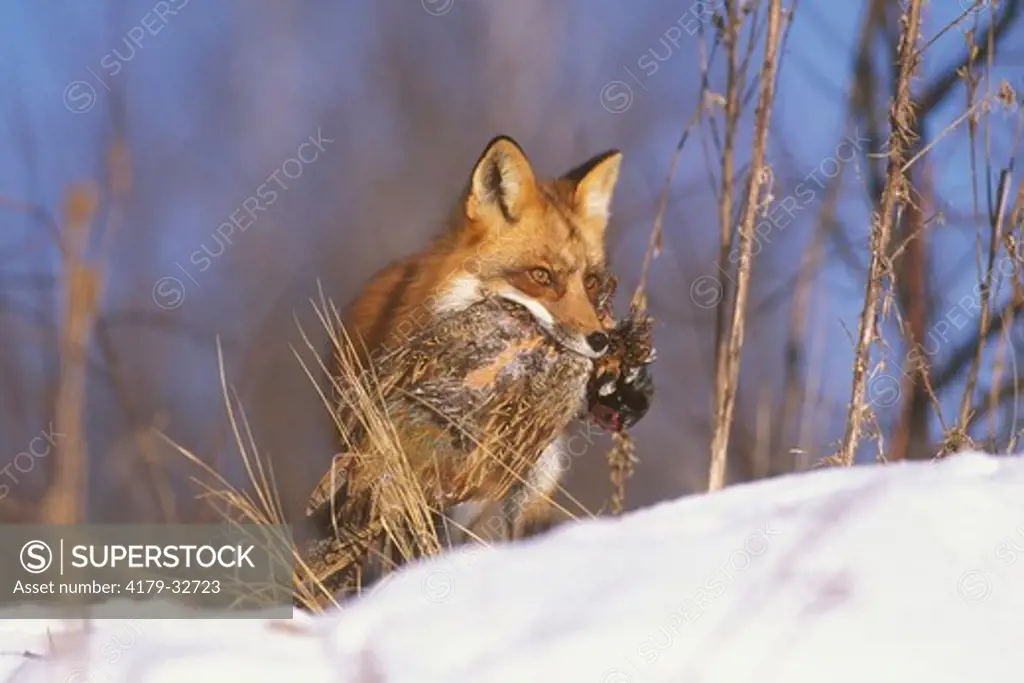Red Fox (V. vulpes) with pheasant prey, Kettle River, MN.