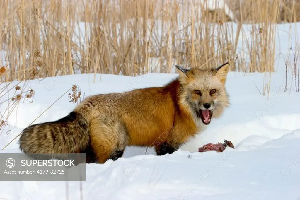 Red Fox eating pheasant (Vulpes vulpes) controlled situation