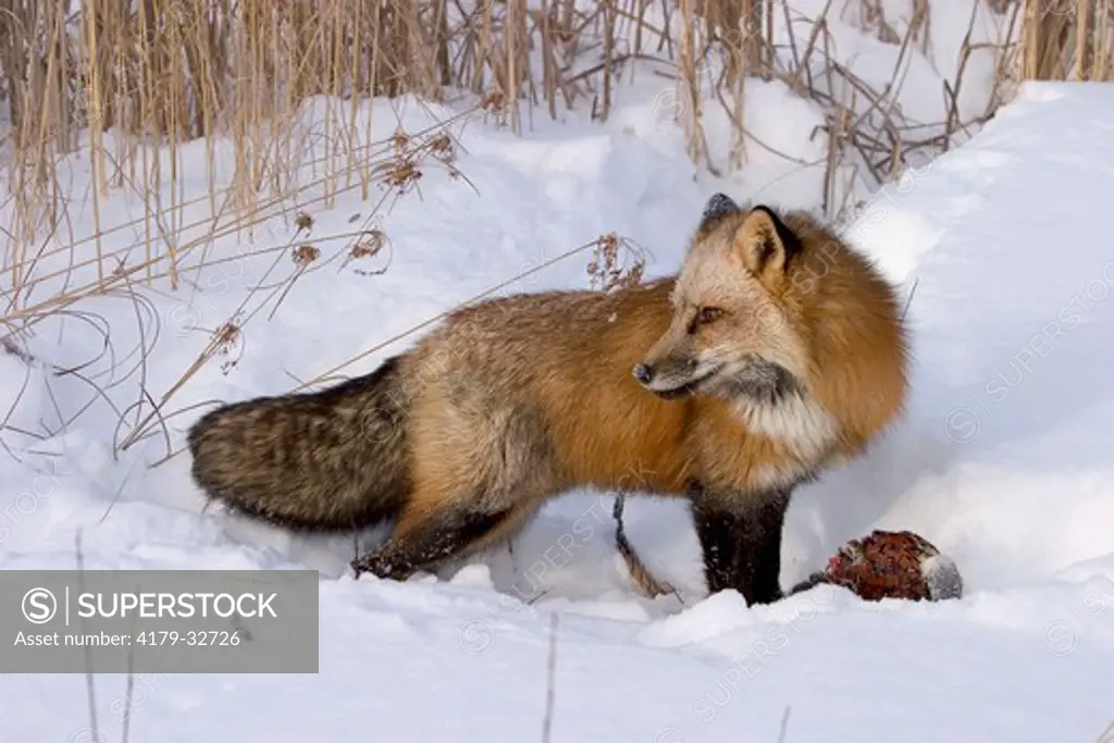 Red Fox eating pheasant (Vulpes vulpes) captive situation