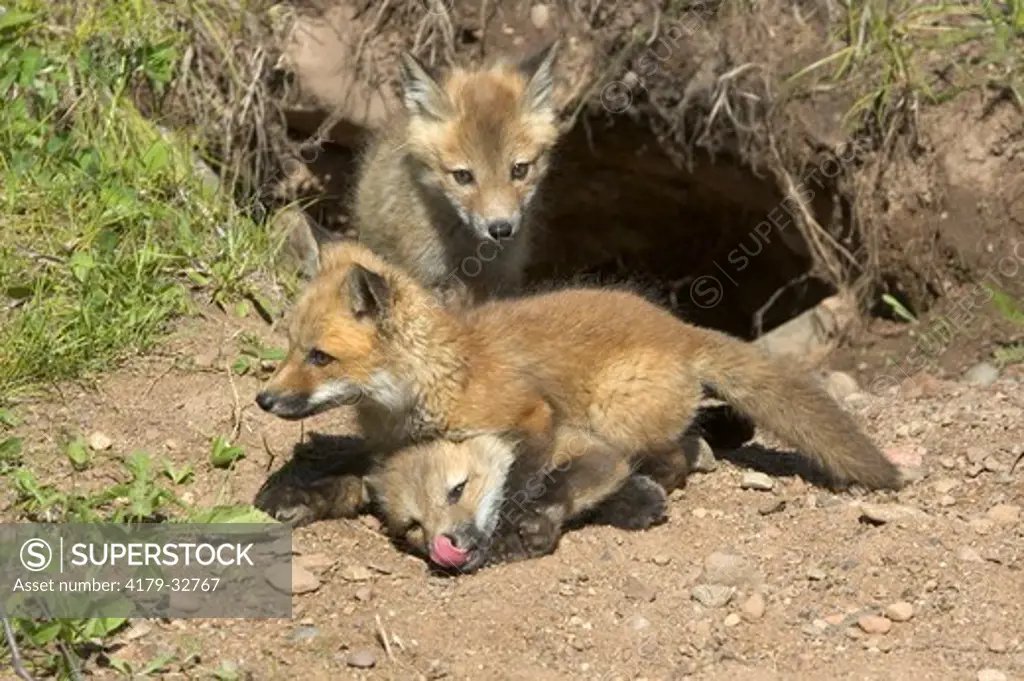 Red Fox (Vulpes vulpes) pups @den playing captive Minn.Wildlife Connection