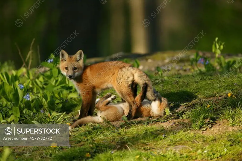 Red Fox (Vulpes vulpes), WILD, spring; den site: mixed woodland, Brookfield, WI - Pair of fox pups (4-6wks) playing on grassy hillside near den.