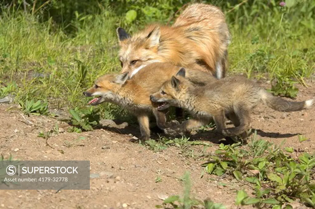 Red Fox  (Vulpes vulpes) playing w/cubs captive Minn.Wildlife Connection