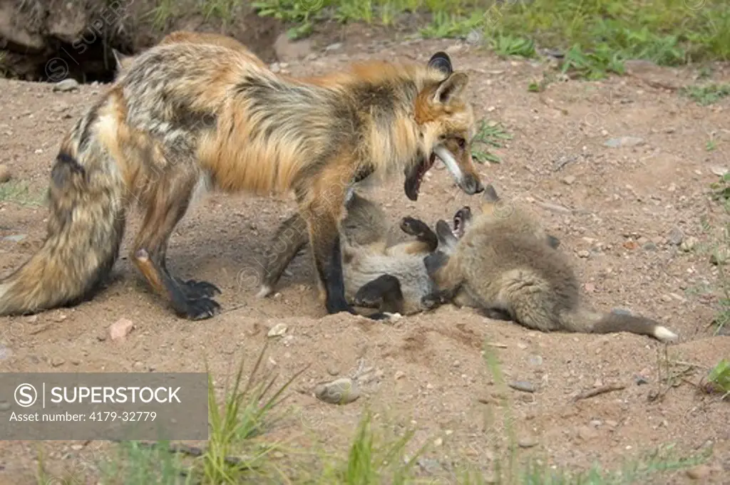 Red Fox (Vulpes vulpes) playing w/pups       captive Minn.Wildlife Connection