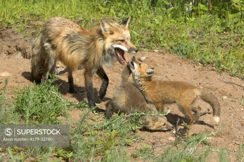 Red Fox (Vulpes vulpes) playing w/pups captive Minn.Wildlife Connection