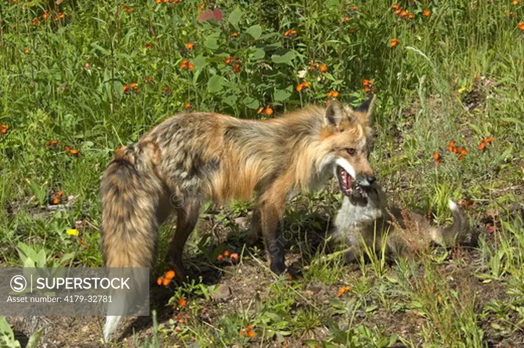 Red Fox (Vulpes vulpes) playing w/pup              captive Minn.Wildlife Connection