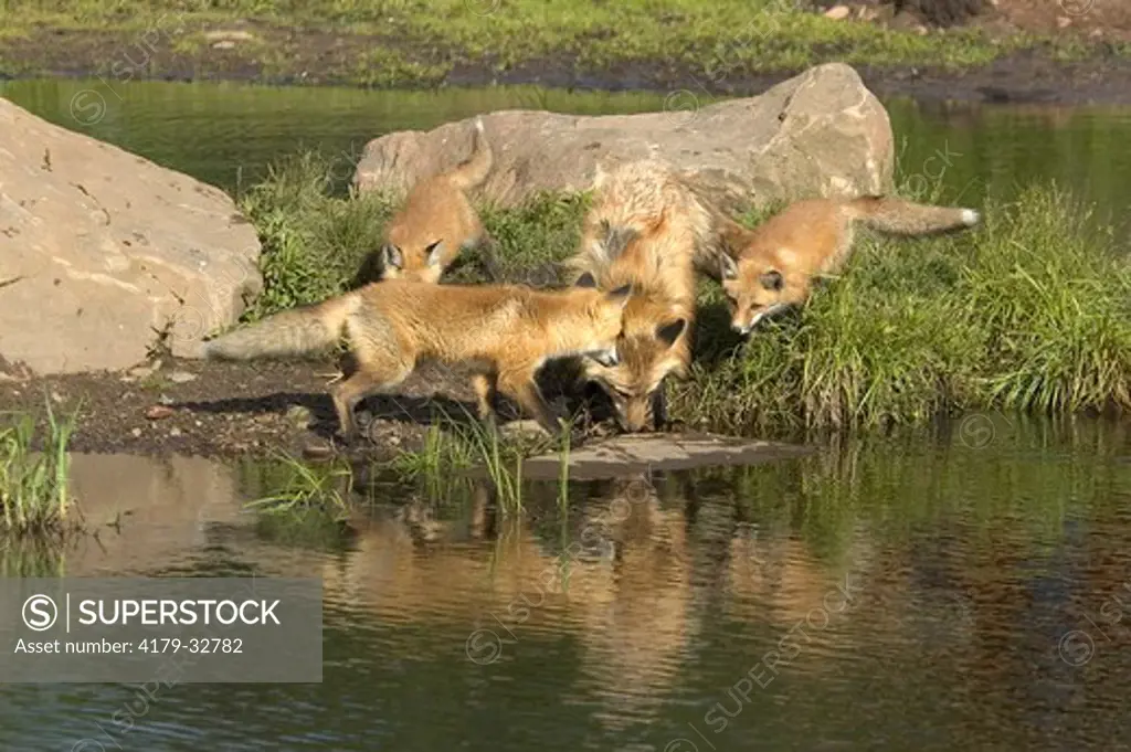 Red Fox (Vulpes vulpes) w/pups, captive  Minn.Wildlife Connection