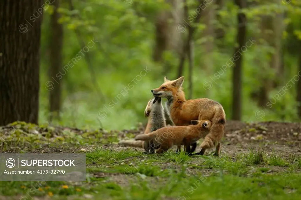Red Fox (Vulpes vulpes), WILD, spring; den site: mixed woodland, Brookfield, WI Mother fox surounded by 4-6 wk pups near den holes in woods, one nuzzeling moms snout second tring to nurse from mothers belly
