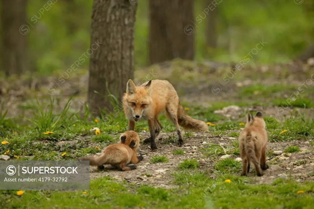 Red Fox (Vulpes vulpes), WILD, den site: mixed woodland, Brookfield, WI