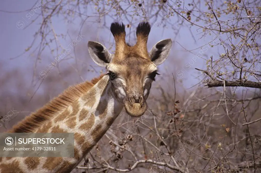 Southern Giraffe (Giraffa camelopardalis), Zimbabwe
