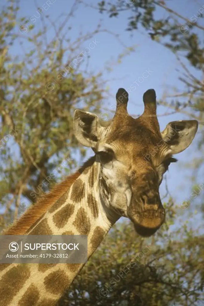 Giraffe (Giraffa camelopardalis) Kruger, S. Africa