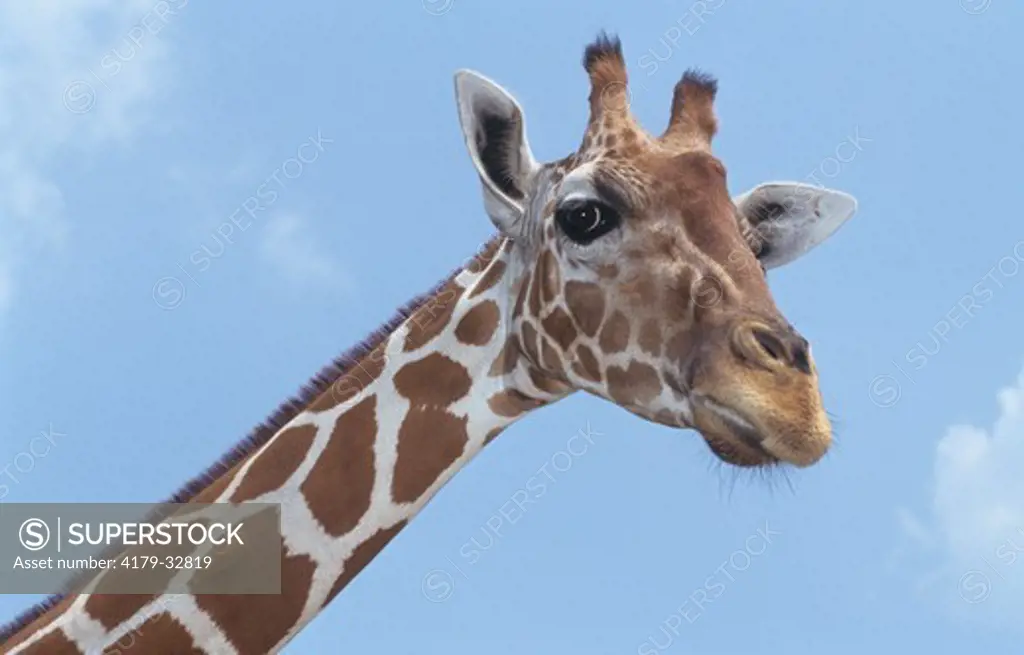 Reticulated Giraffe (Giraffa camelopardalis reticulata) Busch Grdns./FL